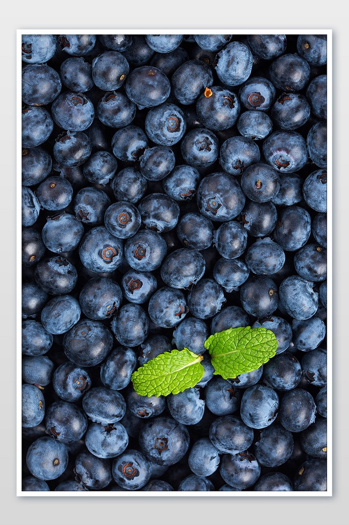 平铺的野生蓝莓水果