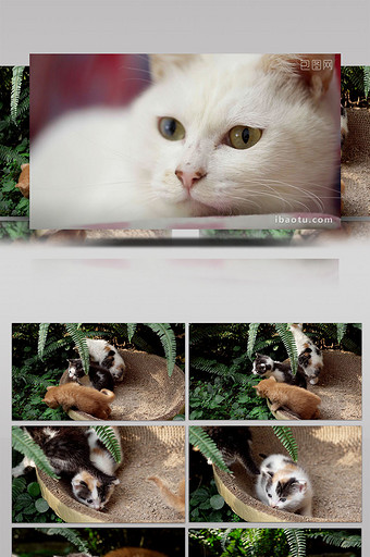 清新可爱风阳光下花园中的小奶猫们图片