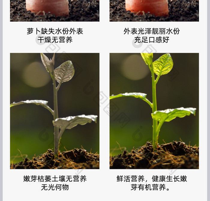 果蔬蔬菜农家符合化肥营养有机蔬菜详情页