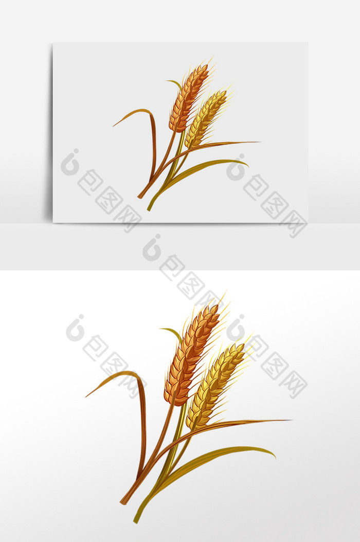 小满麦穗小麦麦子大麦