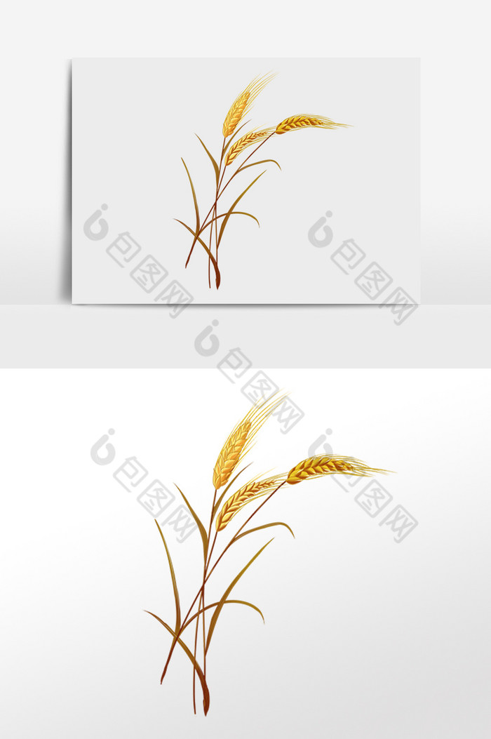 小满粮食麦穗小麦麦子图片图片