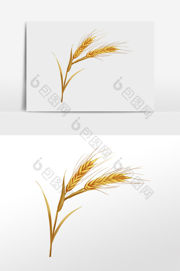 小满麦穗小麦麦子麦秆