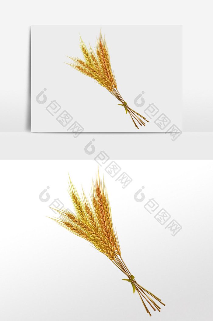 小满麦穗小麦麦子