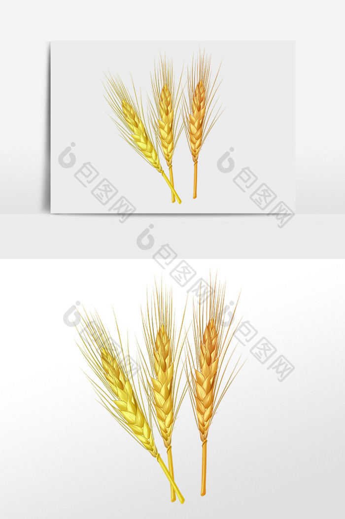 小麦麦子麦秆麦芽