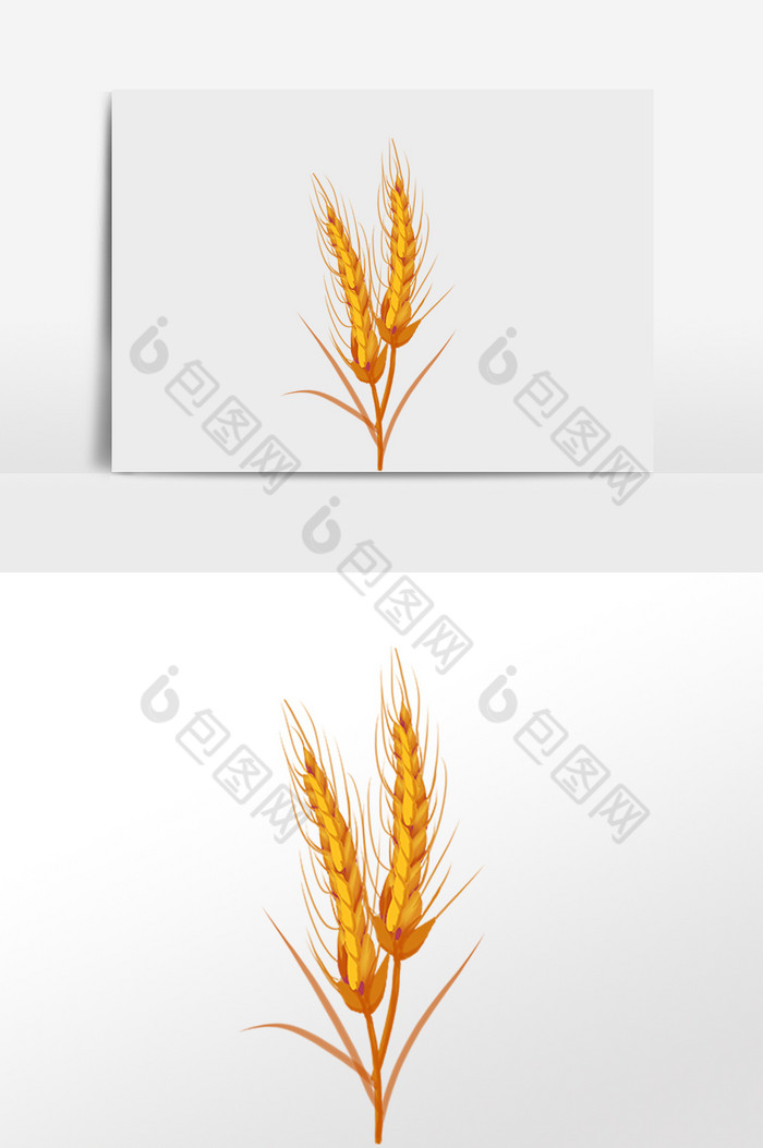 小满节气小麦麦穗图片图片