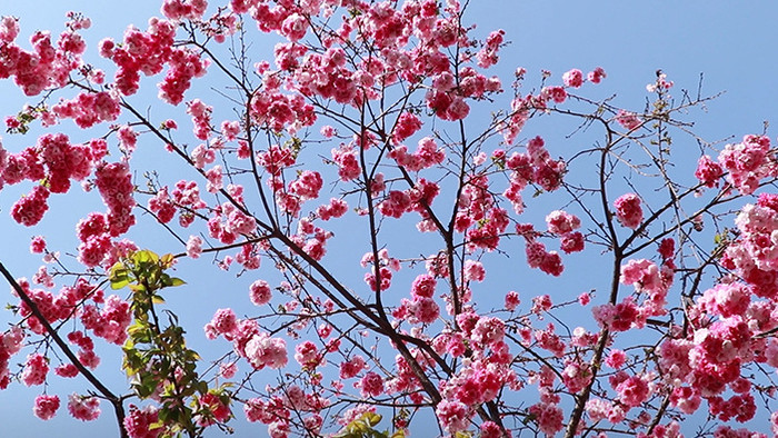 漂亮樱花实拍视频