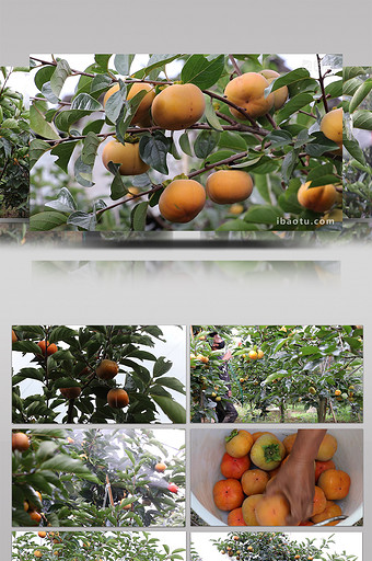 视频甜柿防虫实拍图片