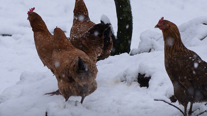 4K雪地中的鸡视频