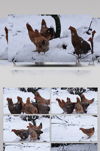 4K雪地中的鸡视频图片
