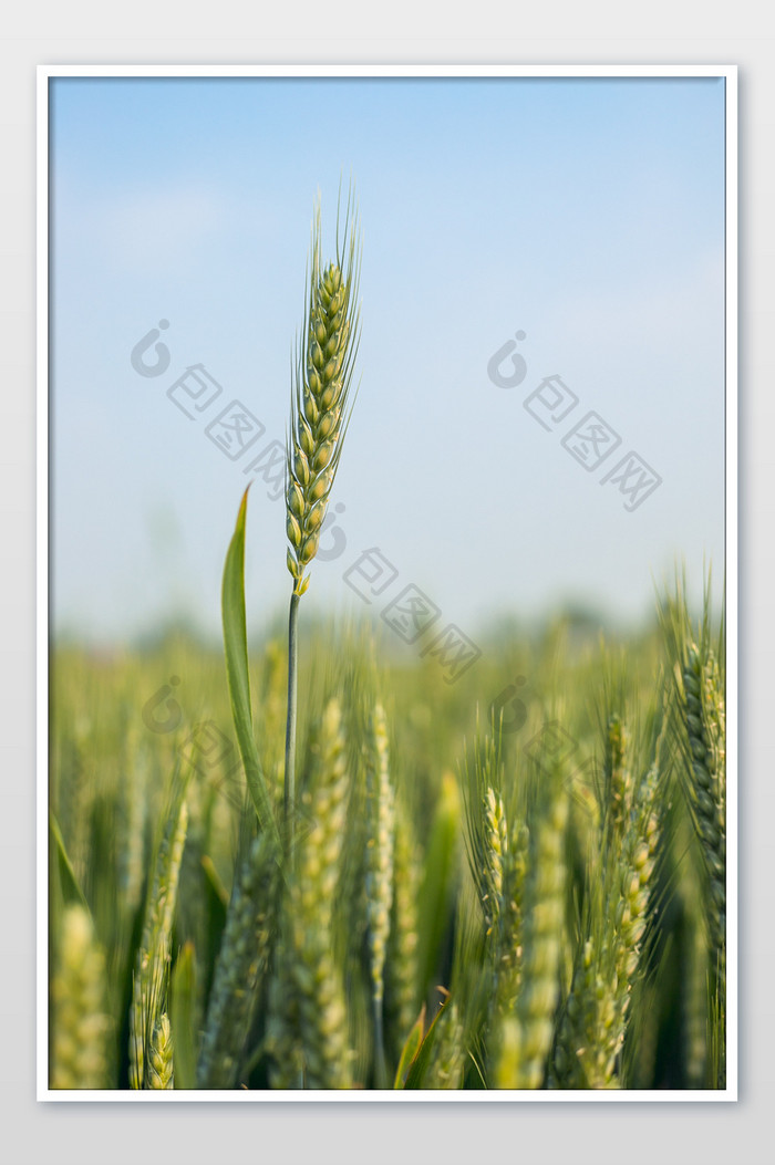绿色的麦田植物摄影图