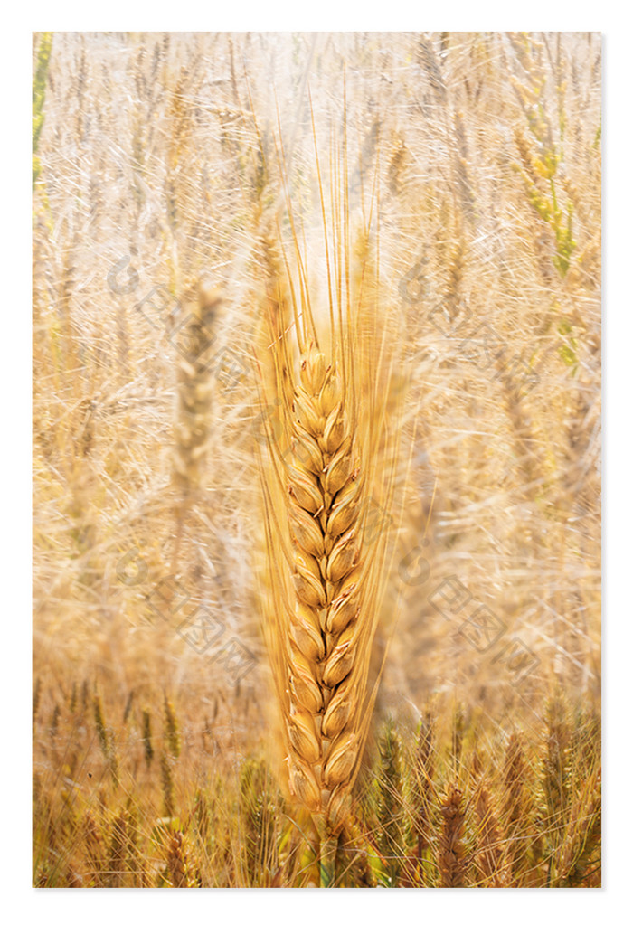 简约芒种麦子五谷杂粮农作物丰收合成背景