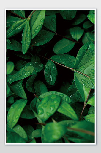 绿色长树叶图片大全下载,绿色长树叶psd设计素材-包图网