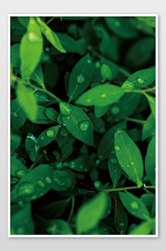 竖版拍摄绿色绿叶水滴海报素材图片