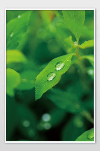 绿色树叶健康海报素材图片