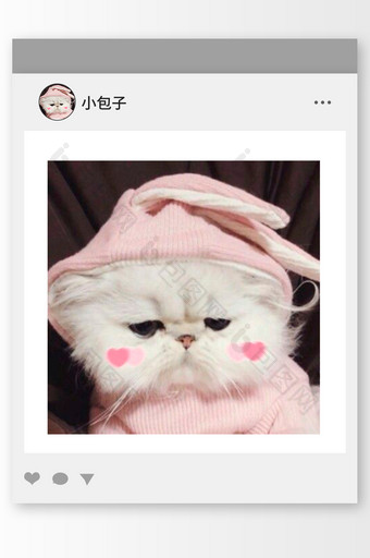 粉色调穿衣服的波斯猫头像图片