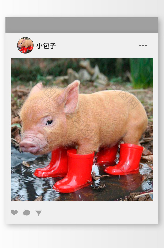 穿靴子的小猪头像图片