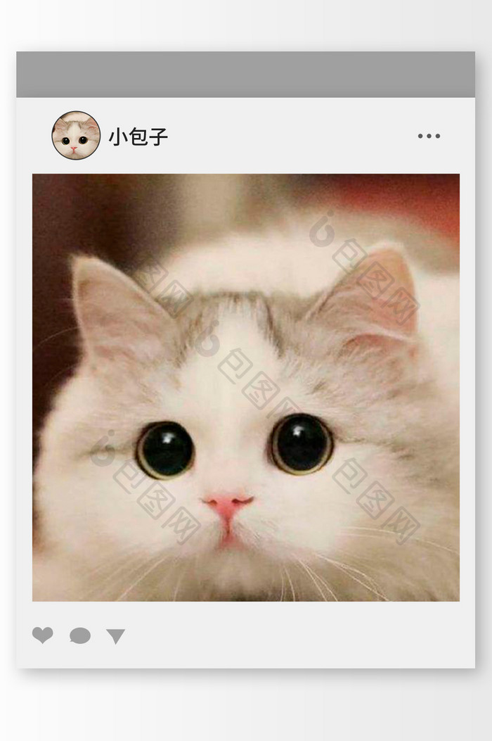 清新发呆的小猫头像