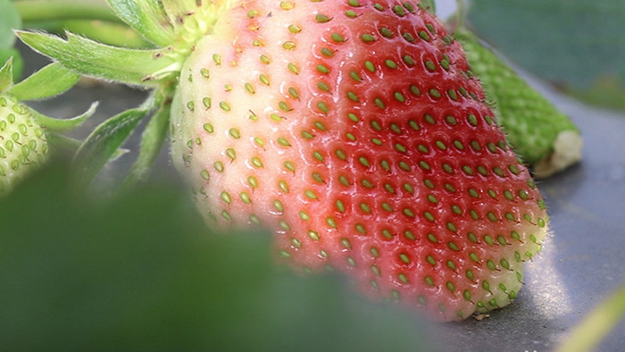 实拍草莓高清视频