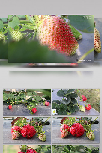 实拍草莓高清视频图片