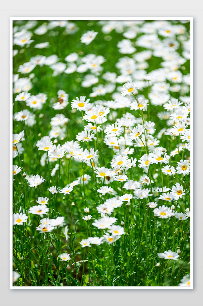 白色小花朵小菊花夏日海报