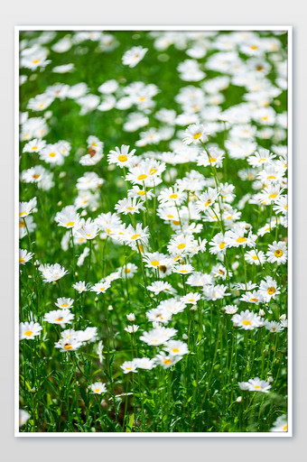 白色小花朵小菊花夏日海报图片