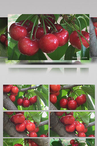 实拍一串串成熟的大樱桃像红宝石视频图片