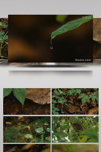 雨后森林树叶水滴滴落升格实拍视频图片
