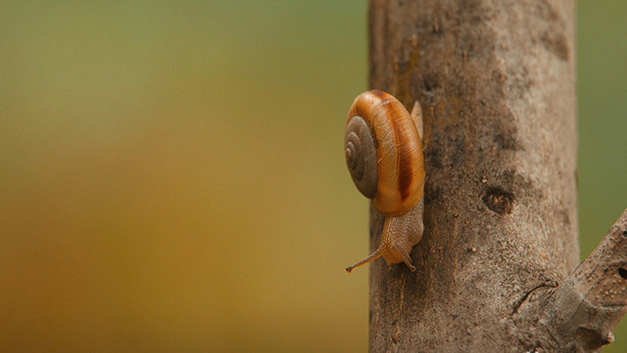 森林蜗牛爬行实拍视频素材