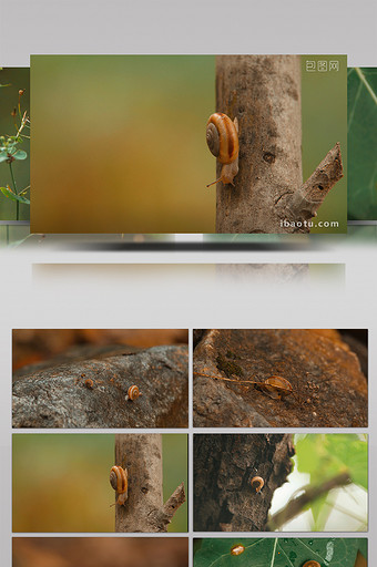森林蜗牛爬行实拍视频素材图片