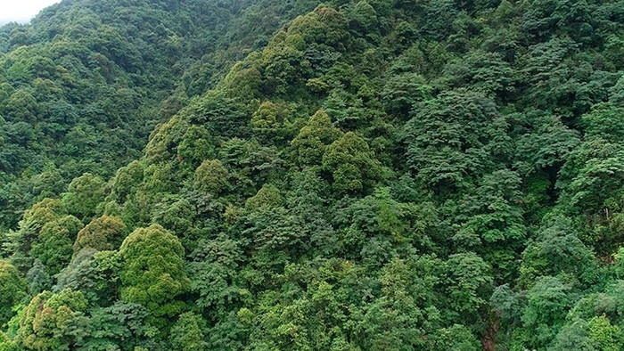 航拍浙江西部山区的森林