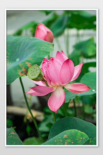 47m,素材类型为无,浏览本次作品的用户还可能对莲花,荷花,荷叶,夏天