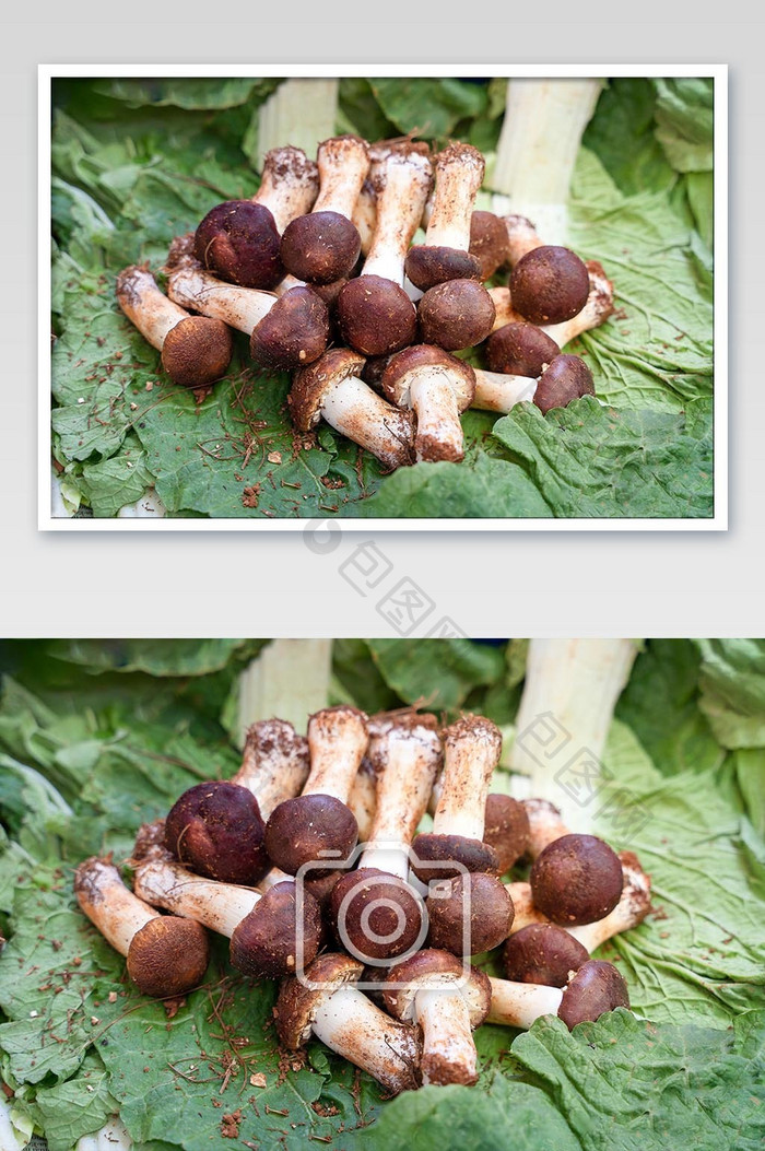 蘑菇云南野生菌营养牛肝菌摄影图