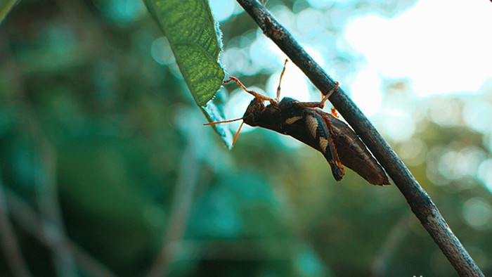 蝗虫蚂蚱起飞微距特写实拍视频素材
