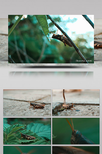 蝗虫蚂蚱起飞微距特写实拍视频素材图片