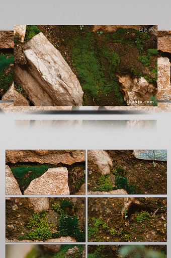 4K实拍苔藓青苔生长环境视频素材图片