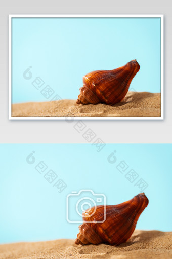 沙滩海螺夏日创意夏季图片背景图片