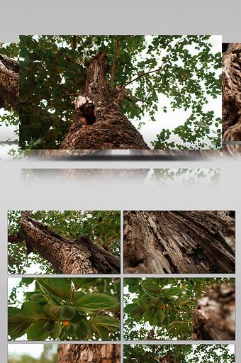 实拍古老柿子树树皮树干纹理4K视频素材图片