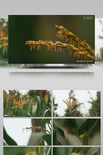 实拍玉米开花授粉玉米须4K视频素材图片