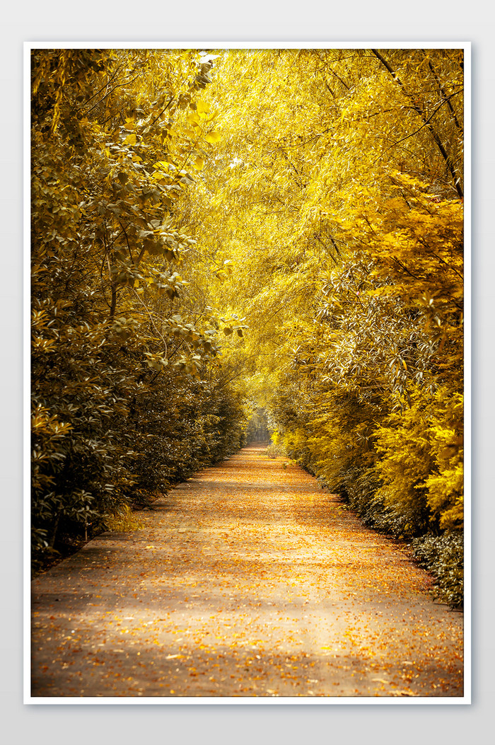 铺满落叶的公路立秋背景图片图片