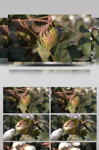 新疆棉花特写种植植物实景拍摄图片