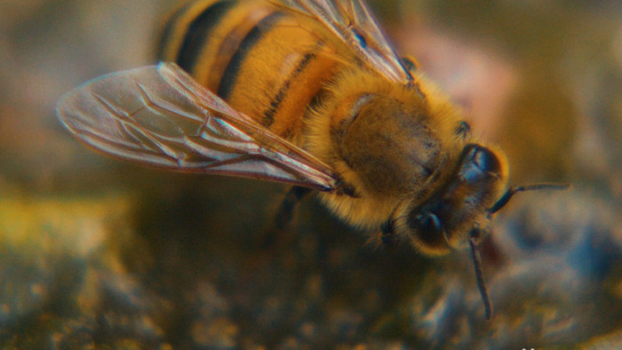 实拍蜜蜂采蜜喝水微距实拍视频素材