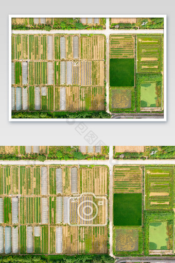 俯拍大棚农业蔬菜种植基地图片
