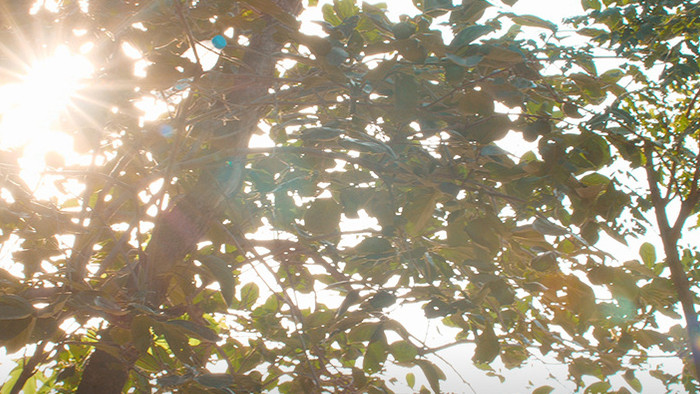 实拍阳光穿透树林夏日暖阳视频素材4K