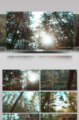 实拍夏季森林阳光针叶林油松视频素材图片