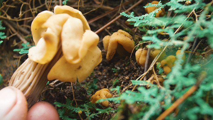 实拍森林采蘑菇珍贵野山菌视频