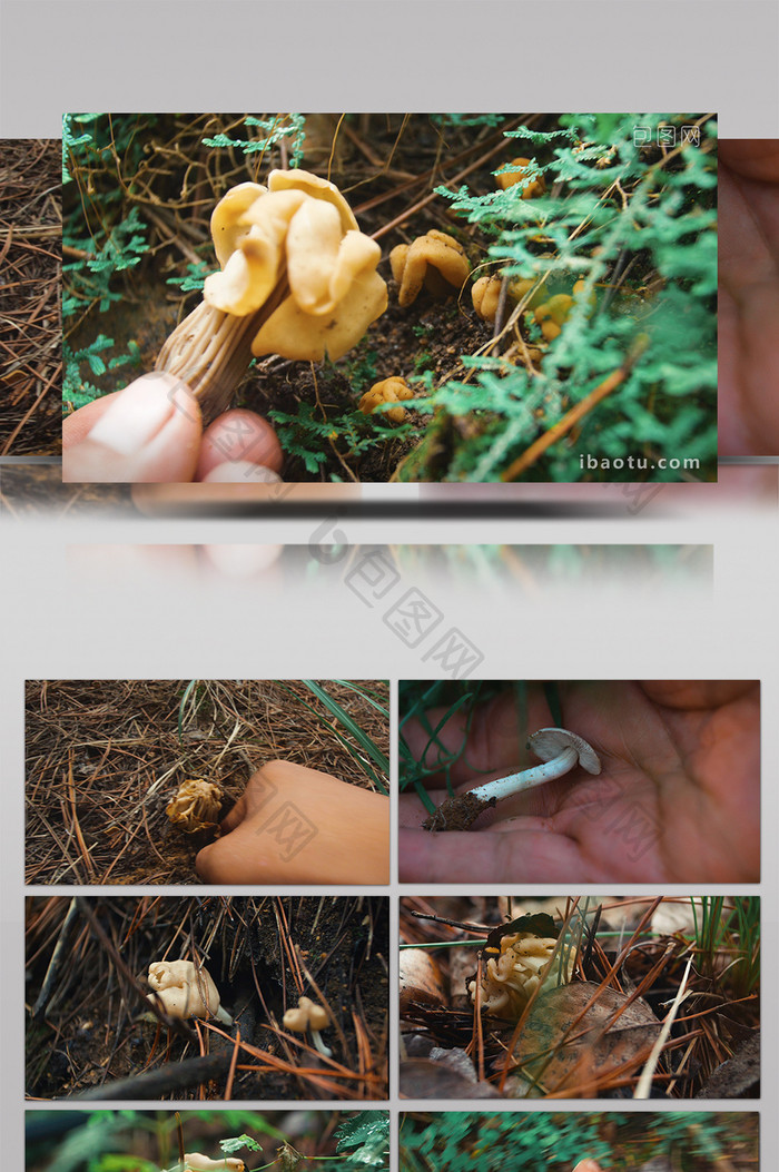 实拍森林采蘑菇珍贵野山菌视频