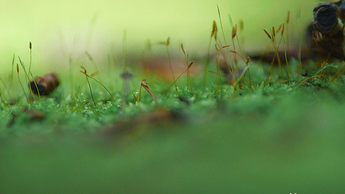 实拍潮湿森林里绿苔苔藓生长环境视频