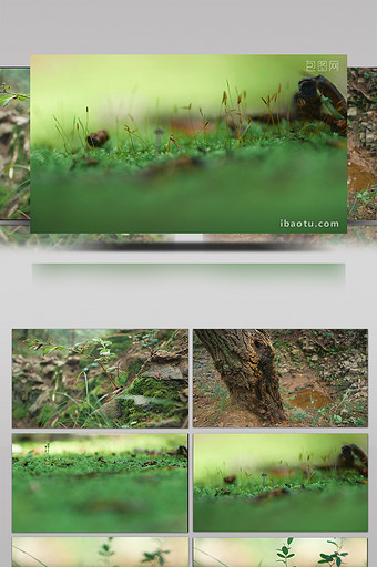 实拍潮湿森林里绿苔苔藓生长环境视频图片