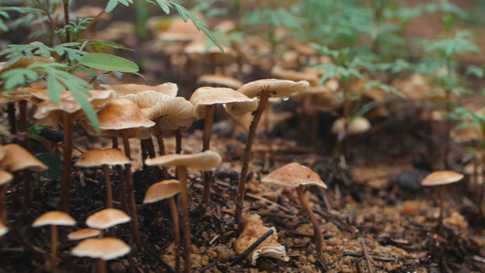 实拍森林毒蘑菇生长野山菌视频素材