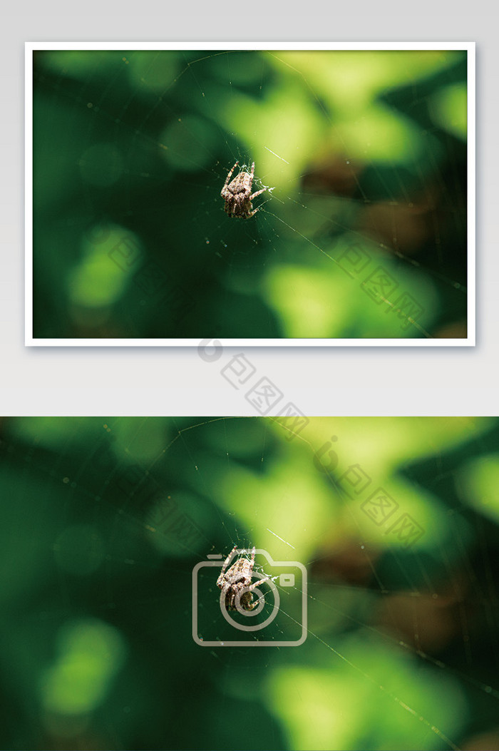 夏日绿色夏天蜘蛛网上的蜘蛛图片图片